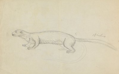 A Weasel by James Sowerby