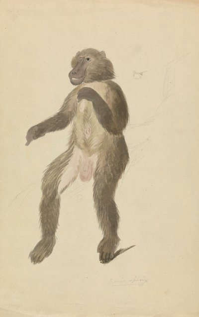 A Mandrill by James Sowerby