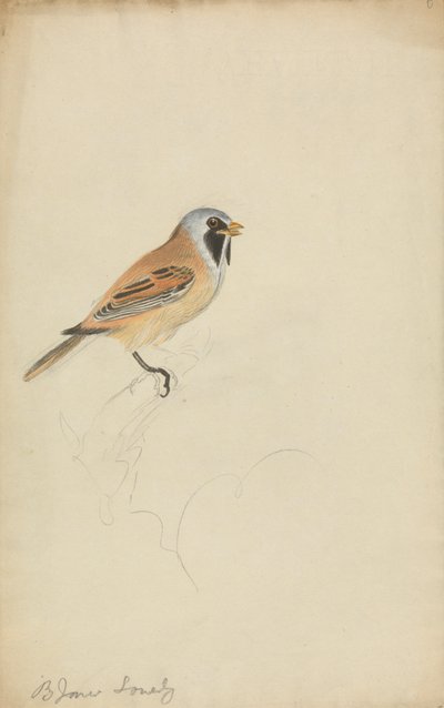 Bearded Titmouse by James Sowerby