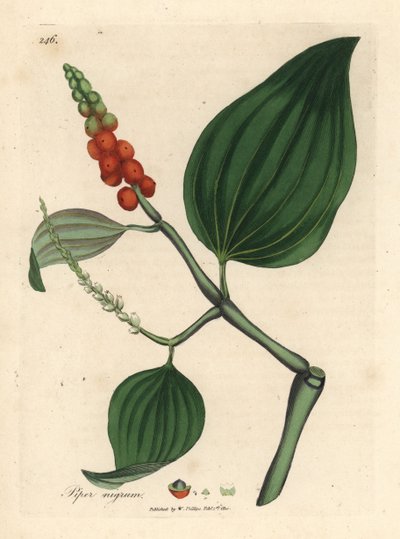 Black pepper, Piper nigrum by James Sowerby
