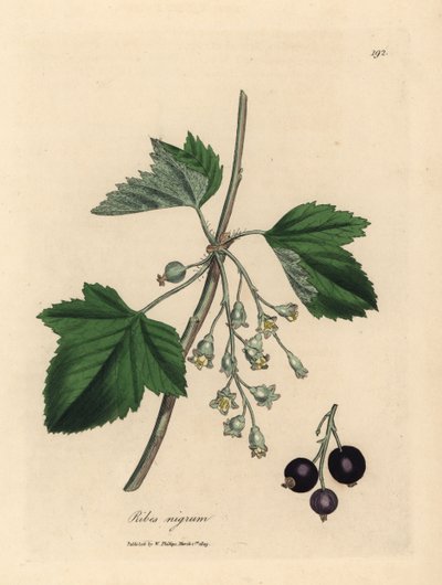Blackcurrant Tree, Ribes nigrum by James Sowerby
