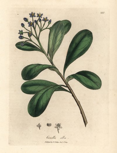 Blue-flowered, laurel-leaved canella, Canella alba by James Sowerby