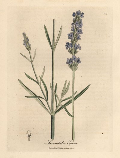 Blue Flowered Lavender, Lavandula spica by James Sowerby