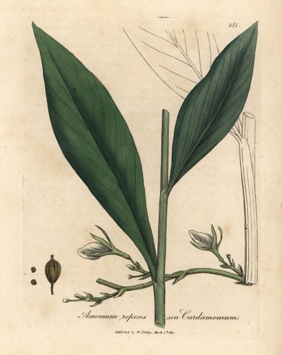 Cardamom, Elettaria cardamomum by James Sowerby