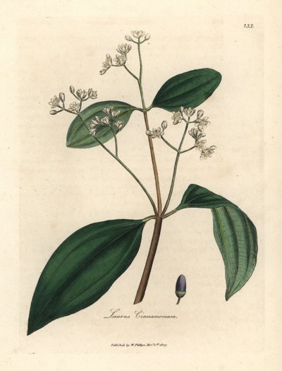 Cinnamon tree, Laurus cinnamomum by James Sowerby