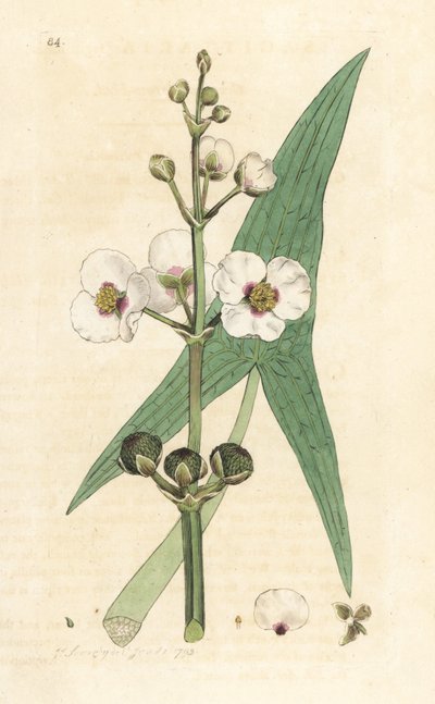 Common Arrowhead, Sagittaria sagittifolia (Sagittarius) Handcoloured Copperplate Engraving after an Illustration by James Sowerby from James Smith