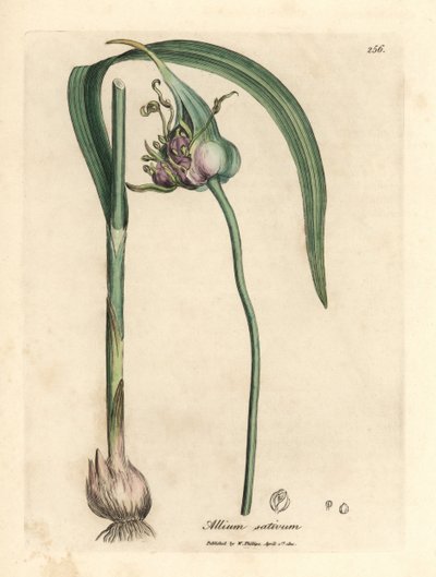 Common cultivated garlic, Allium sativum by James Sowerby
