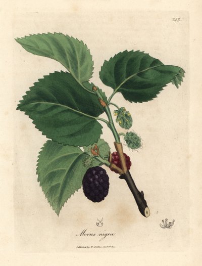 Common mulberry tree, Morus nigra by James Sowerby