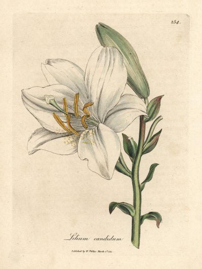 Common white lily, Lilium candidum by James Sowerby