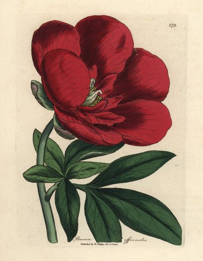 Crimson Peony, Paeonia officinalis by James Sowerby
