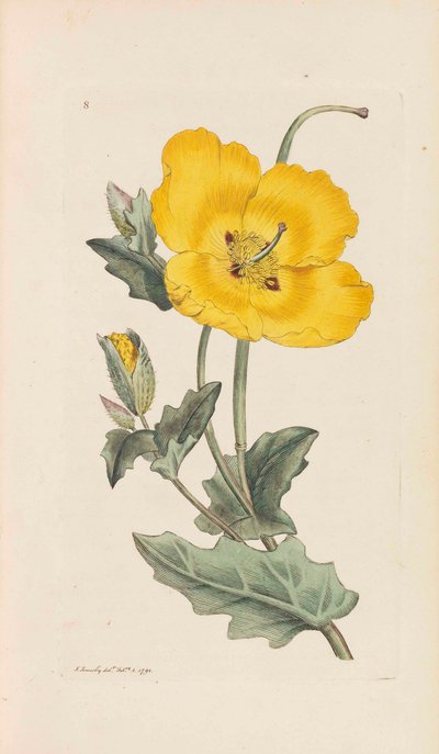 English Botany, 1790-1800 by James Sowerby