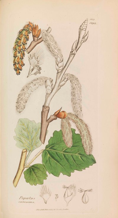 English Botany by James Sowerby