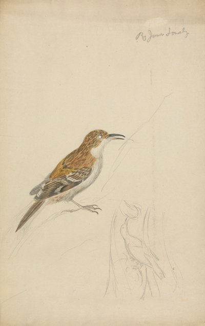 Eurasian Treecreeper by James Sowerby