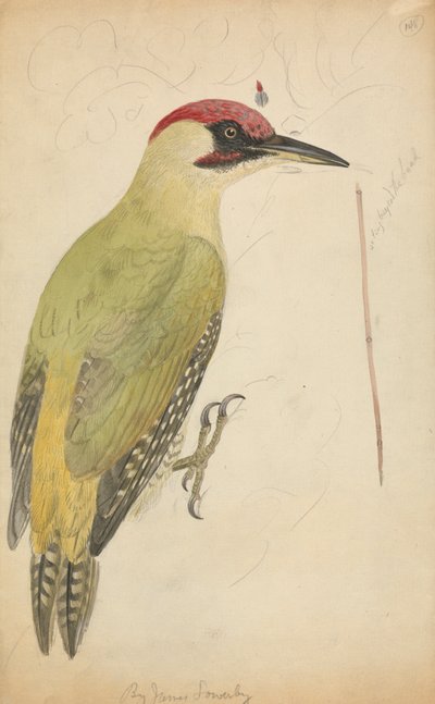 European Green Woodpecker by James Sowerby