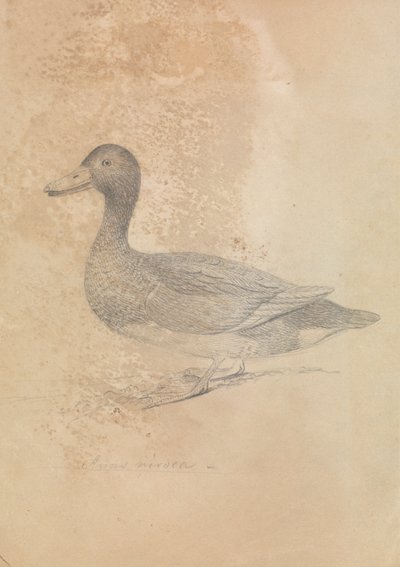 Ferruginous Duck by James Sowerby