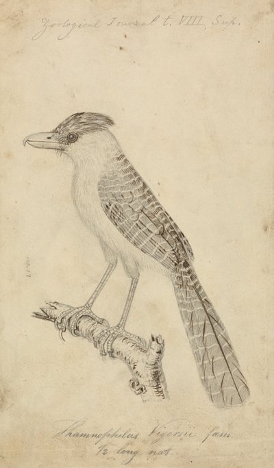 Giant Antshrike by James Sowerby