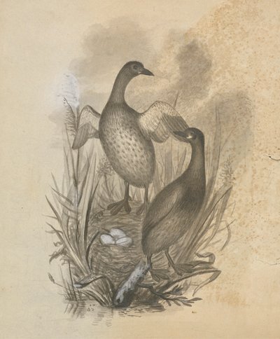 Grebes by James Sowerby