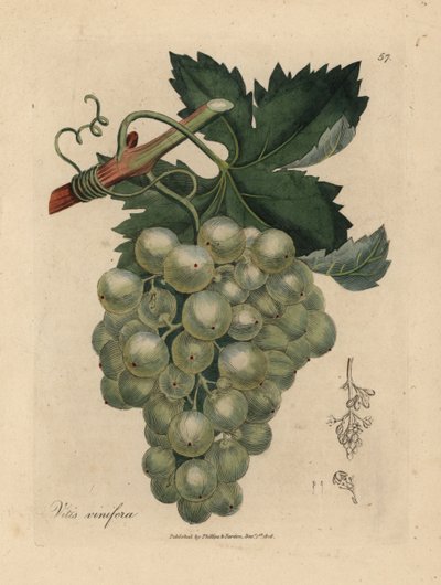 Green Grapes, Vine and Leaves by James Sowerby