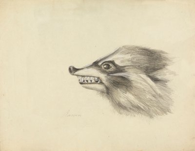 Head of a Racoon by James Sowerby