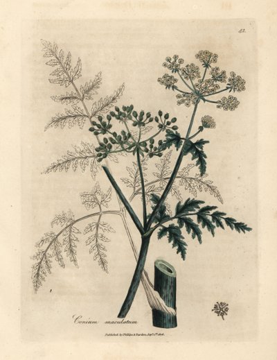Leaves and flowers of hemlock, Conium maculatum by James Sowerby
