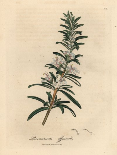 Light blue flowered rosemary, Rosmarinus officinalis by James Sowerby