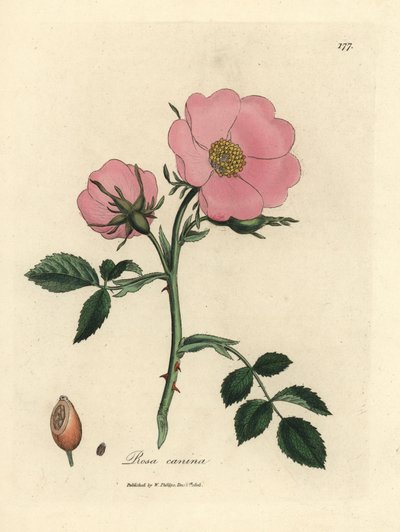 Pink Dog Rose with Rosehip, Rosa canina by James Sowerby