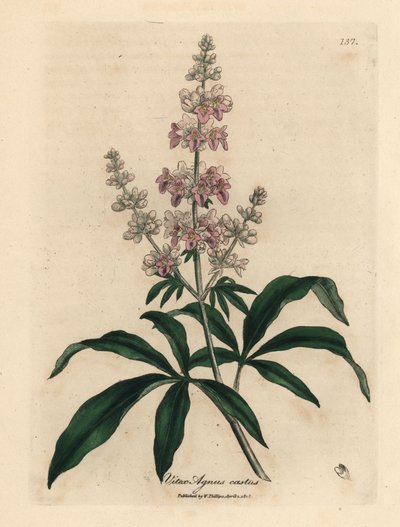 Pink flowered chaste tree, Vitex agnus castus by James Sowerby