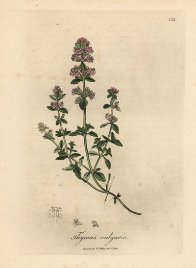 Pink Flowered Garden Thyme, Thymus vulgaris by James Sowerby