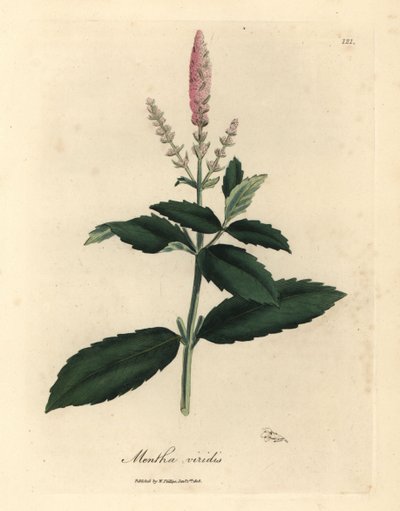 Pink flowered spearmint, Mentha viridis by James Sowerby