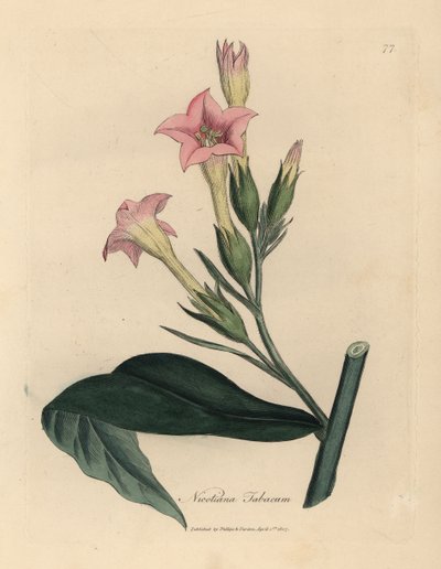 Pink Flowered Tobacco Plant, Nicotiana Tabacum by James Sowerby