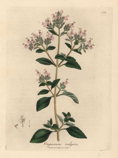 Pink flowered wild marjoram, Origanum vulgare by James Sowerby