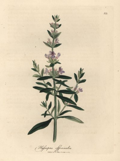 Purple Flowered Hyssop, Hyssopus officinalis by James Sowerby