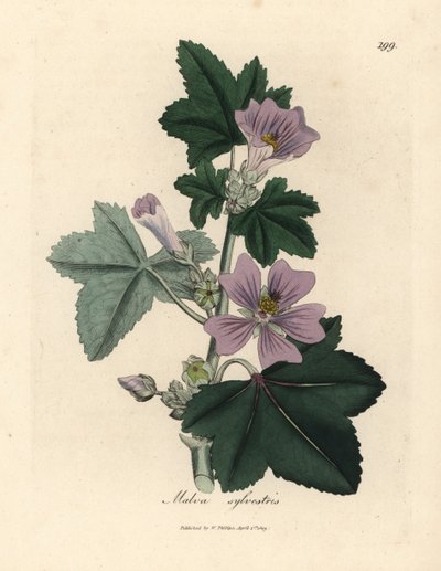 Purple flowered mallow, Malva sylvestris by James Sowerby