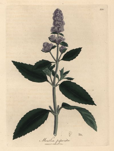 Purple Flowered Peppermint, Mentha piperita by James Sowerby