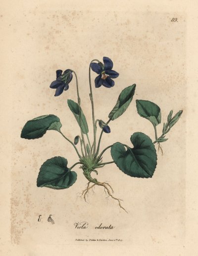 Purple flowered sweet violet, Viola odorata by James Sowerby