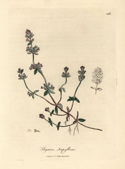 Purple flowered wild thyme, Thymus serpyllum by James Sowerby