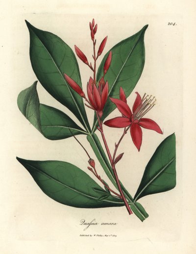 Red flowered bitter quassia, Quassia amara by James Sowerby