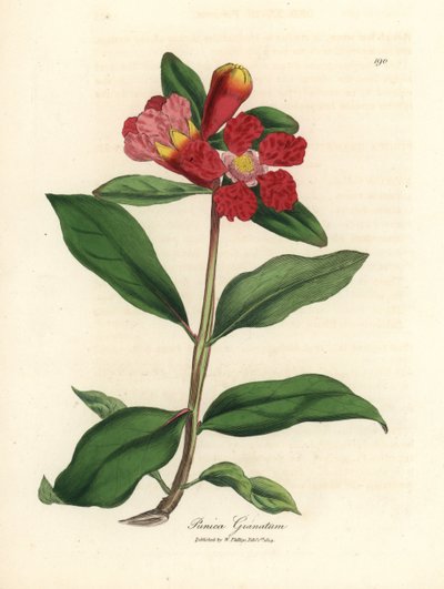 Scarlet flowered pomegranate tree, Punica granatum by James Sowerby