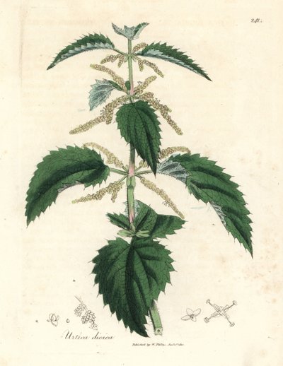 Stinging nettle, Urtica dioica by James Sowerby