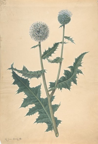 Study of a Thistle by James Sowerby