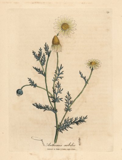 White and yellow flowered camomile, Anthemis nobilis by James Sowerby