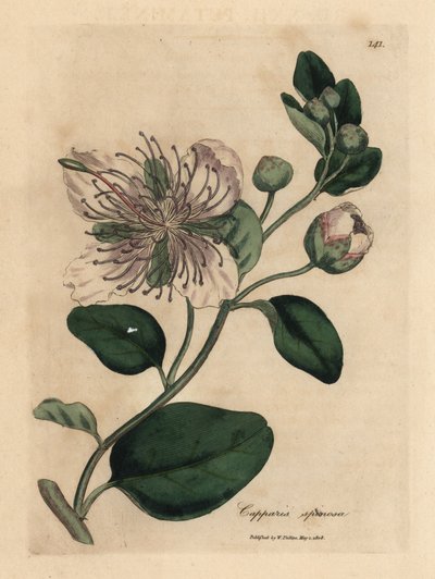 White flowered caper bush, Capparis spinosa by James Sowerby