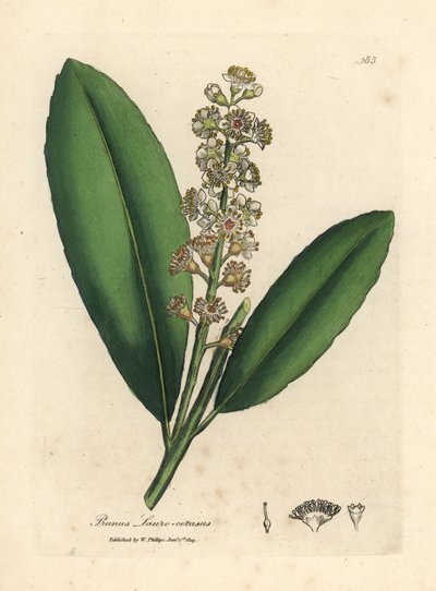 White flowered cherry laurel tree, Prunus laurocerasus by James Sowerby