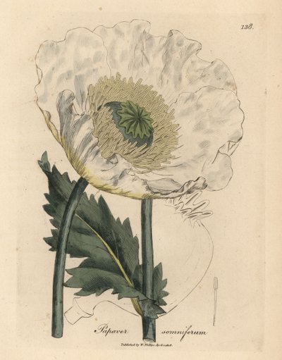 White poppy, Papaver somniferum by James Sowerby