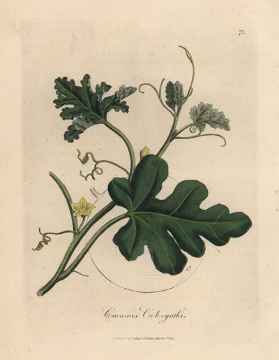 Yellow Flowered Bitter Cucumber by James Sowerby