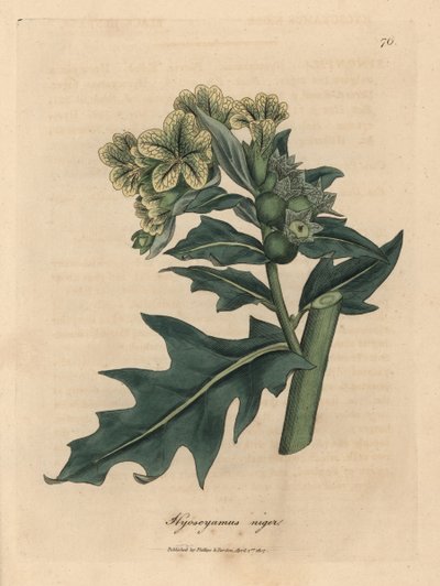 Yellow flowered black henbane, Hyoscyamus niger by James Sowerby