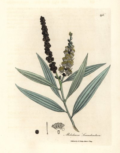 Yellow Flowered Cajeput Tree, Melaleuca leucadendron by James Sowerby