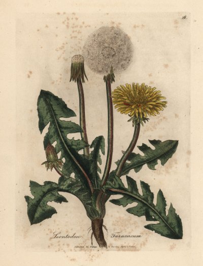 Yellow flowered common dandelion, Leontodon taraxacum by James Sowerby