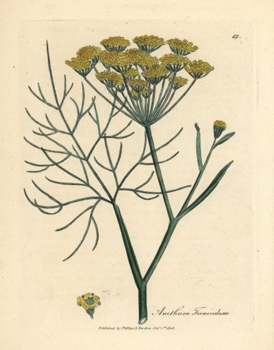 Yellow flowered fennel, Anethum foeniculum by James Sowerby