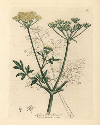 Yellow flowered parsley, Apium petroselinum by James Sowerby